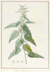 Sida Pulchella de Pierre Joseph Redouté